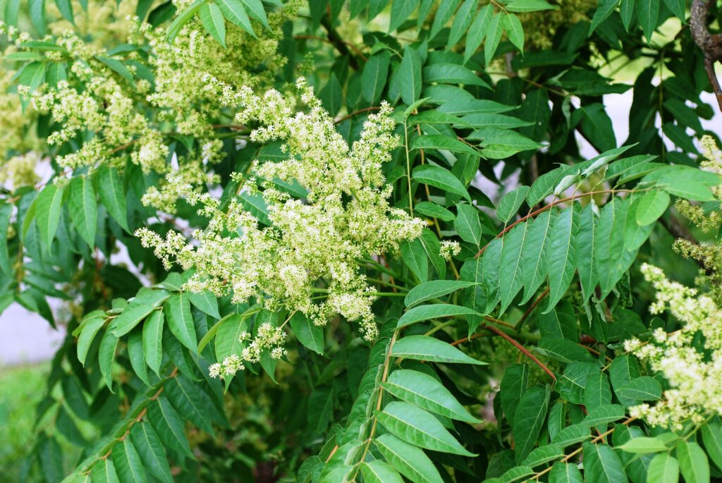 Tree Of Heaven Identification